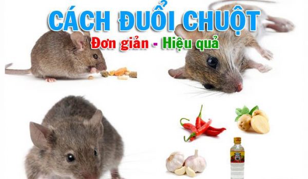 Cách đuổi chuột ra khỏi nhà hiệu quả và an toàn-001